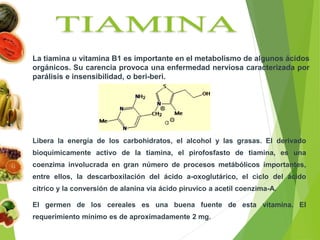 La tiamina u vitamina B1 es importante en el metabolismo de algunos ácidos
orgánicos. Su carencia provoca una enfermedad nerviosa caracterizada por
parálisis e insensibilidad, o beri-beri.
Libera la energía de los carbohidratos, el alcohol y las grasas. El derivado
bioquímicamente activo de la tiamina, el pirofosfasto de tiamina, es una
coenzima involucrada en gran número de procesos metábólicos importantes,
entre ellos, la descarboxilación del ácido a-oxoglutárico, el ciclo del ácido
cítrico y la conversión de alanina vía ácido piruvico a acetil coenzima-A.
El germen de los cereales es una buena fuente de esta vitamina. El
requerimiento mínimo es de aproximadamente 2 mg.
 