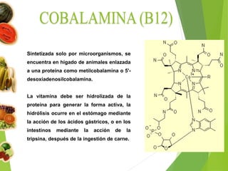 Sintetizada solo por microorganismos, se
encuentra en hígado de animales enlazada
a una proteína como metilcobalamina o 5'-
desoxiadenosilcobalamina.
La vitamina debe ser hidrolizada de la
proteína para generar la forma activa, la
hidrólisis ocurre en el estómago mediante
la acción de los ácidos gástricos, o en los
intestinos mediante la acción de la
tripsina, después de la ingestión de carne.
 