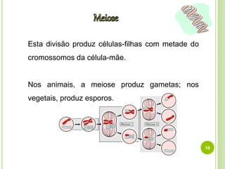 Esta divisão produz células-filhas com metade do 
cromossomos da célula-mãe. 
Nos animais, a meiose produz gametas; nos 
vegetais, produz esporos. 
10 
 