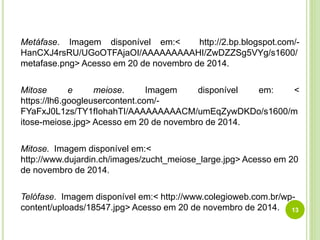 Metáfase. Imagem disponível em:< http://2.bp.blogspot.com/- 
HanCXJ4rsRU/UGoOTFAjaOI/AAAAAAAAAHI/ZwDZZSg5VYg/s1600/ 
metafase.png> Acesso em 20 de novembro de 2014. 
Mitose e meiose. Imagem disponível em: < 
https://lh6.googleusercontent.com/- 
FYaFxJ0L1zs/TY1fIohahTI/AAAAAAAAACM/umEqZywDKDo/s1600/m 
itose-meiose.jpg> Acesso em 20 de novembro de 2014. 
Mitose. Imagem disponível em:< 
http://www.dujardin.ch/images/zucht_meiose_large.jpg> Acesso em 20 
de novembro de 2014. 
Telófase. Imagem disponível em:< http://www.colegioweb.com.br/wp-content/ 
uploads/18547.jpg> Acesso em 20 de novembro de 2014. 13 
 