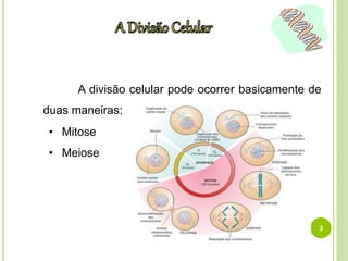 A divisão celular pode ocorrer basicamente de 
duas maneiras: 
• Mitose 
• Meiose 
3 
 