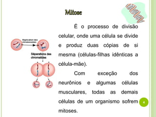 É o processo de divisão 
celular, onde uma célula se divide 
e produz duas cópias de si 
mesma (células-filhas idênticas a 
célula-mãe). 
Com exceção dos 
neurônios e algumas células 
musculares, todas as demais 
células de um organismo sofrem 
mitoses. 
4 
 