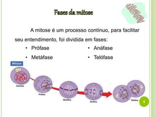 A mitose é um processo contínuo, para facilitar 
seu entendimento, foi dividida em fases: 
5 
• Prófase 
• Metáfase 
• Anáfase 
• Telófase 
 