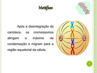 Após a desintegração da 
carioteca, os cromossomos 
atingem o máximo de 
condensação e migram para a 
região equatorial da célula. 
7 
 