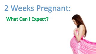 2 Weeks Pregnant: 
 