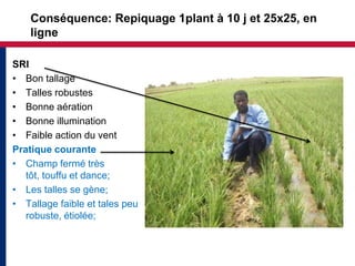 Conséquence: Repiquage 1plant à 10 j et 25x25, en
    ligne

SRI
• Bon tallage
• Talles robustes
• Bonne aération
• Bonne illumination
• Faible action du vent
Pratique courante
• Champ fermé très
   tôt, touffu et dance;
• Les talles se gène;
• Tallage faible et tales peu
   robuste, étiolée;
 