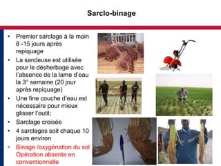 Sarclo-binage


• Premier sarclage à la main
  8 -15 jours après
  repiquage
• La sarcleuse est utilisée
  pour le désherbage avec
  l’absence de la lame d’eau
  la 3° semaine (20 jour
  après repiquage)
• Une fine couche d’eau est
  nécessaire pour mieux
  glisser l’outil;
• Sarclage croisée
• 4 sarclages soit chaque 10
  jours environ
• Binage /oxygénation du sol
  Opération absente en
  conventionnelle
 