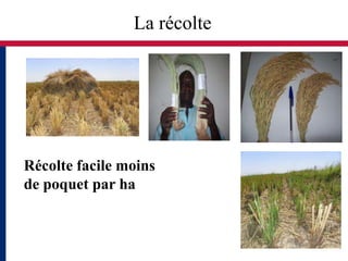 La récolte




Récolte facile moins
de poquet par ha
 