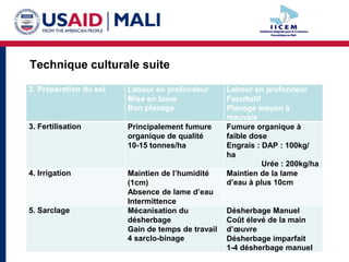 Technique culturale suite

2. Préparation du sol   Labour en profondeur       Labour en profondeur
                        Mise en boue               Facultatif
                        Bon planage                Planage moyen à
                                                   mauvais
3. Fertilisation        Principalement fumure      Fumure organique à
                        organique de qualité       faible dose
                        10-15 tonnes/ha            Engrais : DAP : 100kg/
                                                   ha
                                                              Urée : 200kg/ha
4. Irrigation           Maintien de l’humidité     Maintien de la lame
                        (1cm)                      d’eau à plus 10cm
                        Absence de lame d’eau
                        Intermittence
5. Sarclage             Mécanisation du            Désherbage Manuel
                        désherbage                 Coût élevé de la main
                        Gain de temps de travail   d’œuvre
                        4 sarclo-binage            Désherbage imparfait
                                                   1-4 désherbage manuel
 