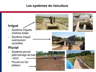 Les systèmes de riziculture




Irrigué
-   Système irriguée
    maîtrise totale
-   Système irrigué
    submersion
    contrôlée
Pluvial
-   Système pluvial
    petit barrage de bas
    –fond
-   Pluvial sur les
    plateau
 