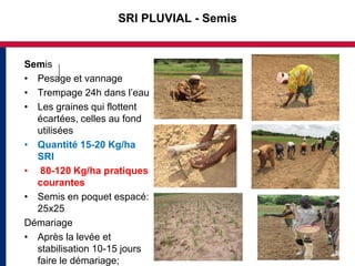 SRI PLUVIAL - Semis


Semis
• Pesage et vannage
• Trempage 24h dans l’eau
• Les graines qui flottent
  écartées, celles au fond
  utilisées
• Quantité 15-20 Kg/ha
  SRI
• 80-120 Kg/ha pratiques
  courantes
• Semis en poquet espacé:
  25x25
Démariage
• Après la levée et
  stabilisation 10-15 jours
  faire le démariage;
 