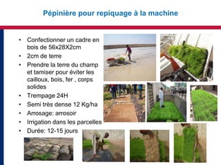 Pépinière pour repiquage à la machine


• Confectionner un cadre en
  bois de 56x28X2cm
• 2cm de terre
• Prendre la terre du champ
  et tamiser pour éviter les
  cailloux, bois, fer , corps
  solides
• Trempage 24H
• Semi très dense 12 Kg/ha
• Arrosage: arrosoir
• Irrigation dans les parcelles
• Durée: 12-15 jours
 