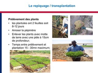 Le repiquage / transplantation



Prélèvement des plants
• les plantules ont 2 feuilles soit
   8-12 jours
• Arroser la pépinière
• Enlever les plants avec motte
   de terre avec une pèle à 15cm
   de profondeur;
• Temps entre prélèvement et
   plantation 15 - 30mn maximum;
 