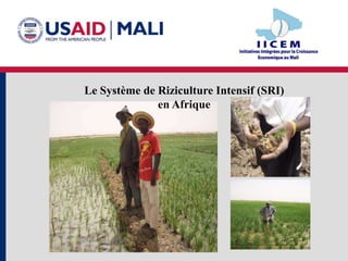 Le Système de Riziculture Intensif (SRI)
              en Afrique
 