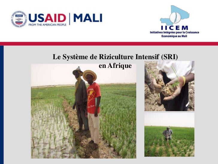 1286 Le Systeme De Riziculture Intensif Sri En Afrique