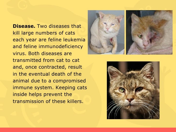 Stray Cat Diseases Transmitted Humans Stray Cat Diseases Transmitted Humans