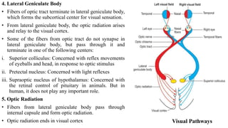 THE_PHYSIOLOGY_OF_VISION_(DR_EZE).pptx A comprehensive summery | PPTX