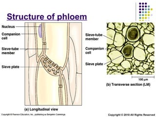 Structure of phloem Copyright © 2010 All Rights Reserved 