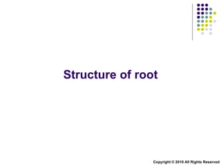 Structure of root Copyright © 2010 All Rights Reserved 