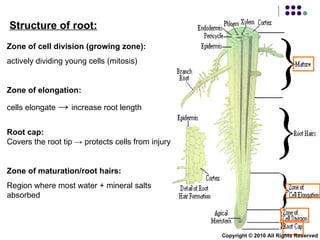 Structure of root: Zone of cell division (growing zone):   actively dividing young cells (mitosis) Zone of elongation:   cells elongate  ->  increase root length Root cap: Covers the root tip  -> protects cells from injury Zone of maturation/root hairs: Region where most water + mineral salts absorbed Copyright © 2010 All Rights Reserved 