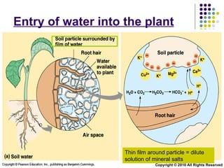 Entry of water into the plant Thin film around particle = dilute solution of mineral salts Copyright © 2010 All Rights Reserved 