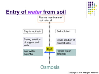 Entry of  water  from soil Plasma membrane of root hair cell Osmosis Copyright © 2010 All Rights Reserved Sap in root hair Soil solution Strong solution of sugars and salts Dilute solution of mineral salts Low water potential Higher water potential H 2 O 