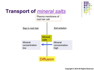 Transport of  mineral salts Plasma membrane of root hair cell Diffusion Copyright © 2010 All Rights Reserved Sap in root hair Soil solution Mineral concentration low Mineral concentration high Mineral salts 