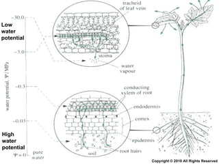 High water potential Low water potential Copyright © 2010 All Rights Reserved 