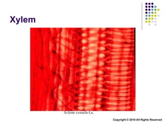 Xylem Copyright © 2010 All Rights Reserved 