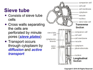 Sieve tube  Consists of  sieve tube cells Cross walls separating the cells are perforated by minute pores ( sieve plates ) Transport occurs through cytoplasm by  diffusion  and  active transport Copyright © 2010 All Rights Reserved Longitudinal Transverse 