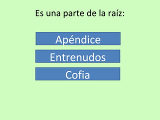 Es una parte de la raíz: 
Apéndice 
Entrenudos 
Cofia 
 