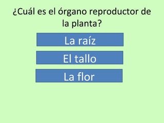 ¿Cuál es el órgano reproductor de 
la planta? 
La raíz 
El tallo 
La flor 
 