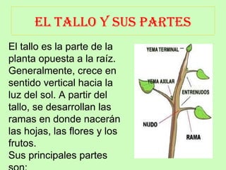 EL TALLO Y SUS PARTES 
El tallo es la parte de la 
planta opuesta a la raíz. 
Generalmente, crece en 
sentido vertical hacia la 
luz del sol. A partir del 
tallo, se desarrollan las 
ramas en donde nacerán 
las hojas, las flores y los 
frutos. 
Sus principales partes 
son: 
 