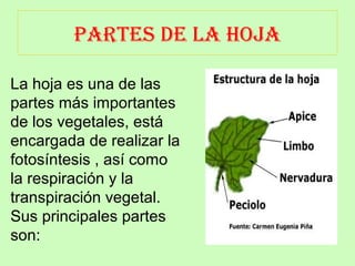 PARTES DE LA HOJA 
La hoja es una de las 
partes más importantes 
de los vegetales, está 
encargada de realizar la 
fotosíntesis , así como 
la respiración y la 
transpiración vegetal. 
Sus principales partes 
son: 
 
