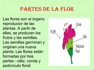 PARTES DE LA FLOR 
Las flores son el órgano 
reproductor de las 
plantas. A partir de 
ellas, se producen los 
frutos y las semillas. 
Las semillas germinan y 
originan una nueva 
planta. Las flores están 
formadas por tres 
partes : cáliz, corola y 
pedúnculo floral 
 