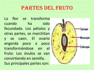 PARTES DEL FRUTO 
La flor se transforma 
cuando ha sido 
fecundada. Los pétalos y 
otras partes, se marchitan 
y se caen. El ovario 
engorda poco a poco 
transformándose en el 
fruto. Los óvulos se van 
convirtiendo en semilla. 
Sus principales partes son: 
 