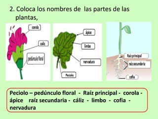 2. Coloca los nombres de las partes de las 
plantas, 
Peciolo – pedúnculo floral - Raíz principal - corola - 
ápice raíz secundaria - cáliz - limbo - cofia - 
nervadura 
 