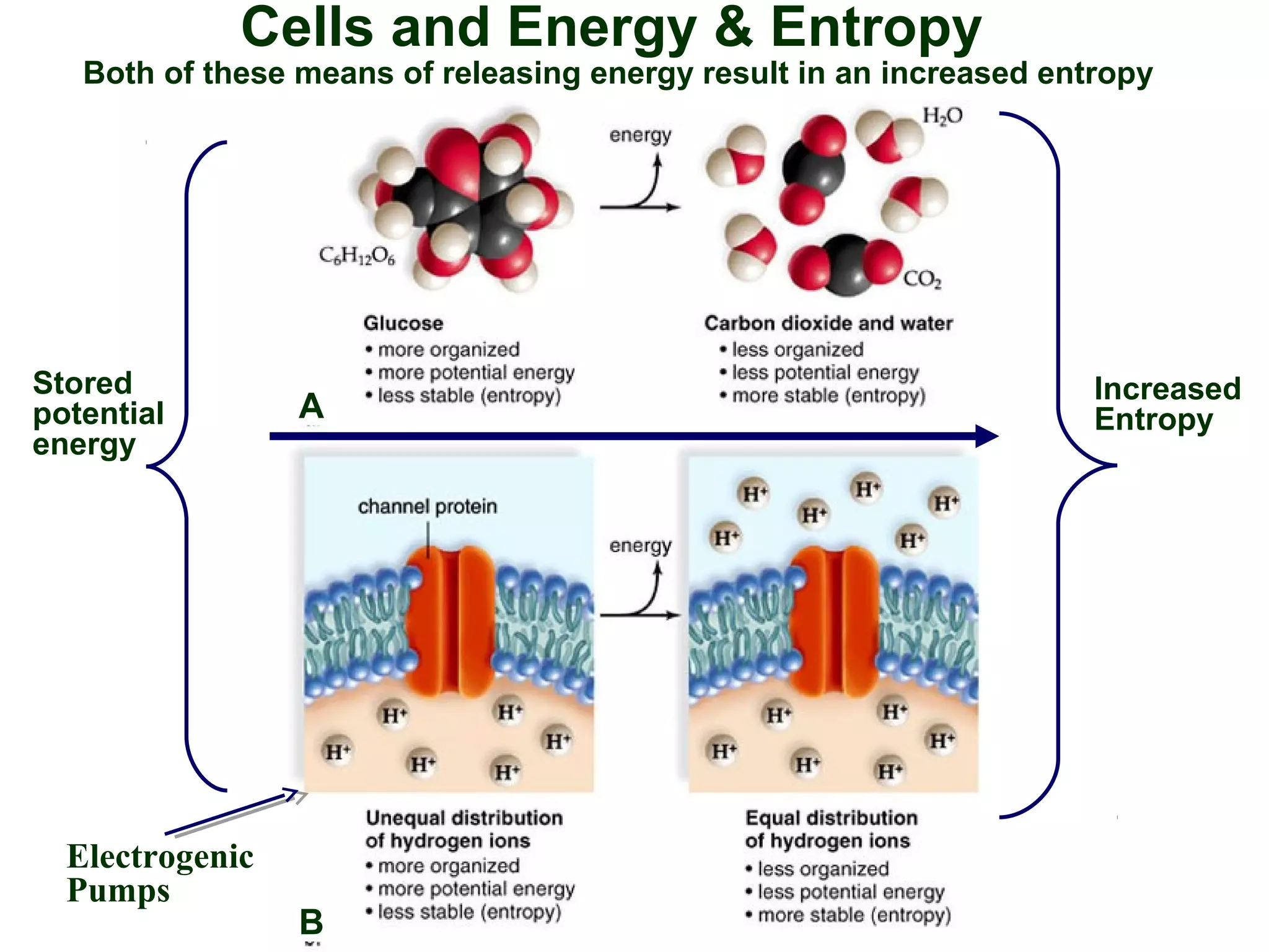 Cells and Energy & Entropy
Stored
potential
energy
Increased
EntropyA
B
Both of these means of releasing energy result in an increased entropy
Electrogenic
Pumps
 