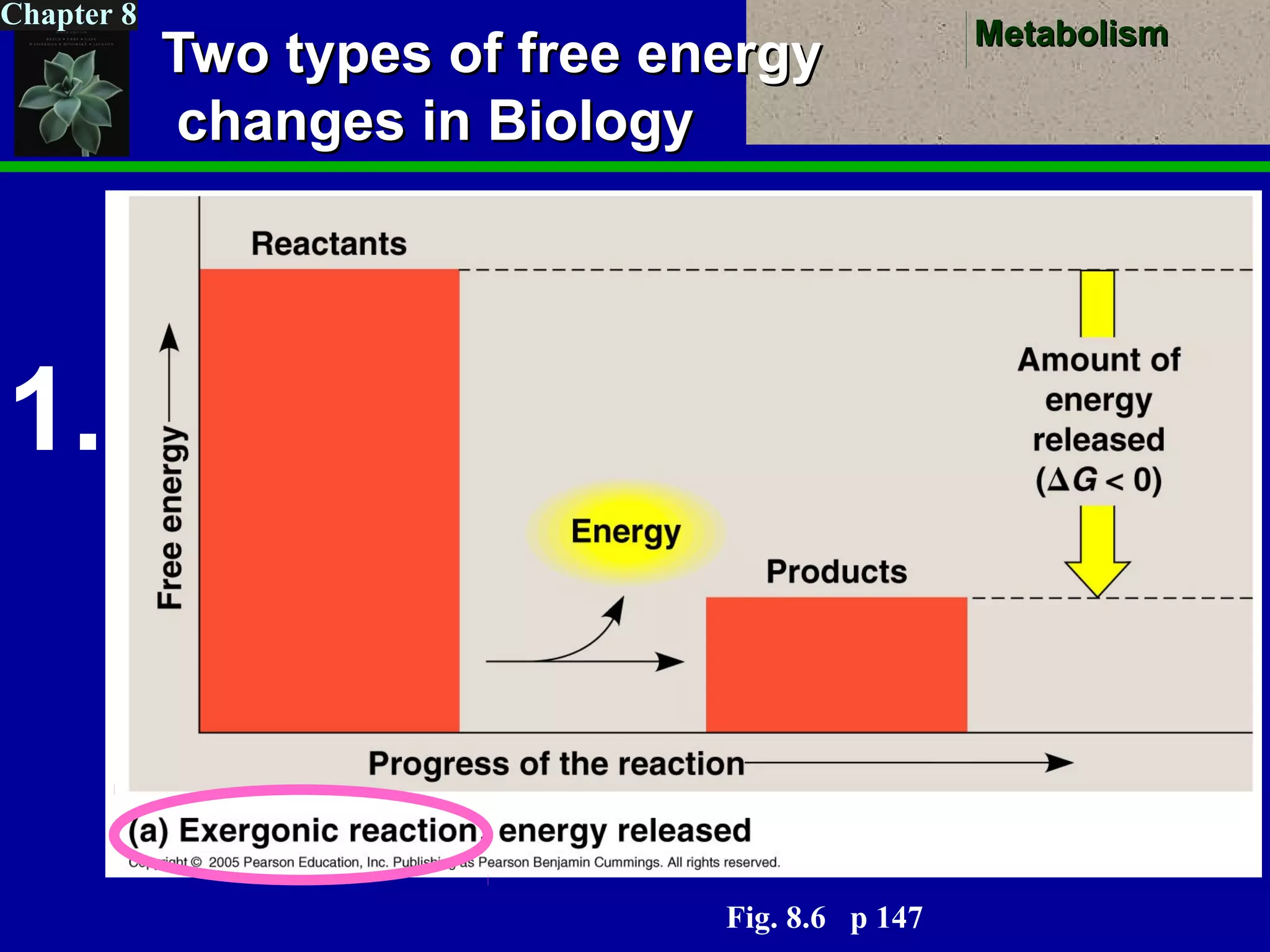 MetabolismMetabolism
Chapter 8
Two types of free energyTwo types of free energy
changes in Biologychanges in Biology
1.
Fig. 8.6 p 147
 