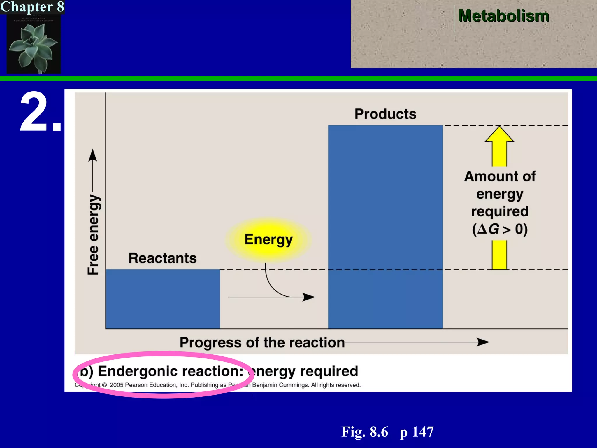 MetabolismMetabolism
Chapter 8
2.
Fig. 8.6 p 147
 
