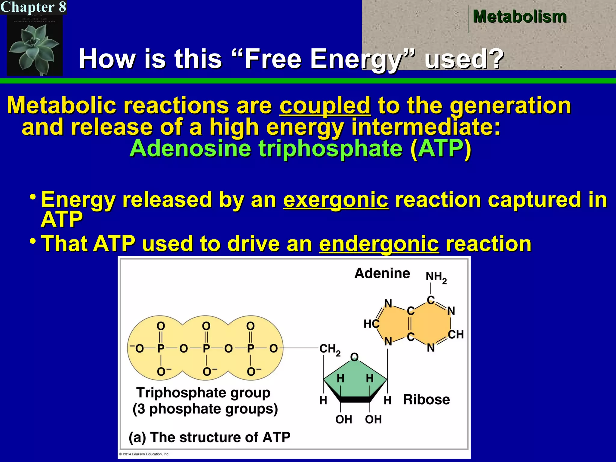 MetabolismMetabolism
Chapter 8
How is this “Free Energy” used?How is this “Free Energy” used?
Metabolic reactions areMetabolic reactions are coupledcoupled to the generationto the generation
and release of a high energy intermediate:and release of a high energy intermediate:
Adenosine triphosphateAdenosine triphosphate ((ATPATP))
 Energy released by anEnergy released by an exergonicexergonic reaction captured inreaction captured in
ATPATP
 That ATP used to drive anThat ATP used to drive an endergonicendergonic reactionreaction
 
