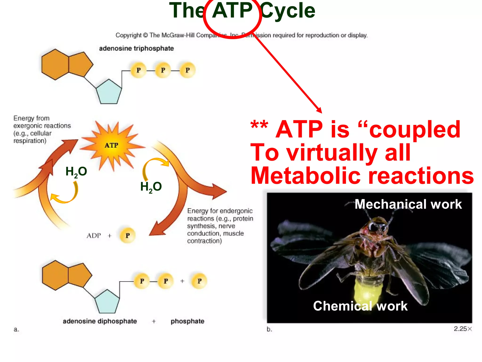 The ATP Cycle
Mechanical work
Chemical work
H2O
H2O
** ATP is “coupled
To virtually all
Metabolic reactions
 