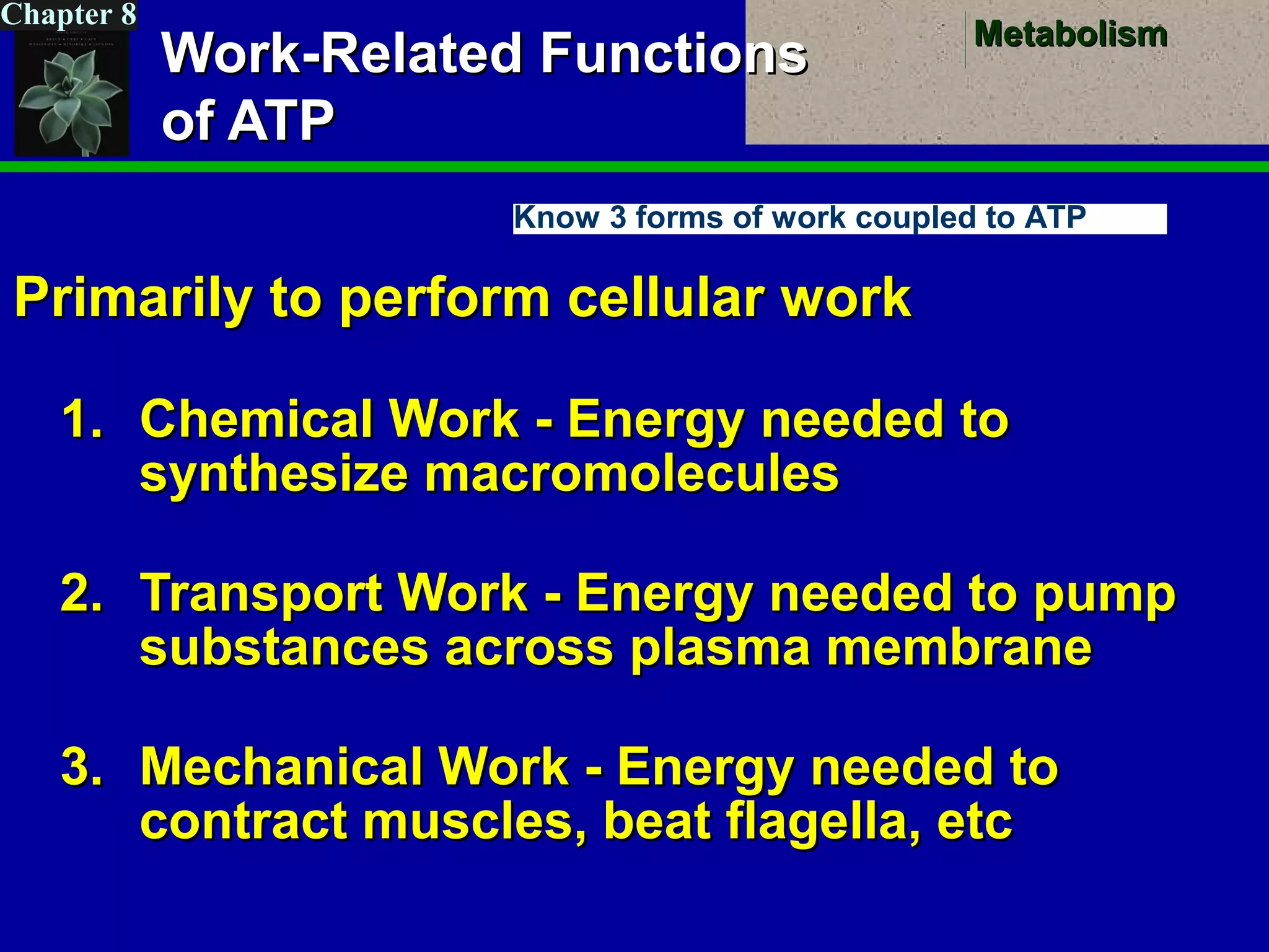 MetabolismMetabolism
Chapter 8
Work-Related FunctionsWork-Related Functions
of ATPof ATP
Primarily to perform cellular workPrimarily to perform cellular work
1.1. Chemical Work - Energy needed toChemical Work - Energy needed to
synthesize macromoleculessynthesize macromolecules
2.2. Transport Work - Energy needed to pumpTransport Work - Energy needed to pump
substances across plasma membranesubstances across plasma membrane
3.3. Mechanical Work - Energy needed toMechanical Work - Energy needed to
contract muscles, beat flagella, etccontract muscles, beat flagella, etc
Know 3 forms of work coupled to ATP
 