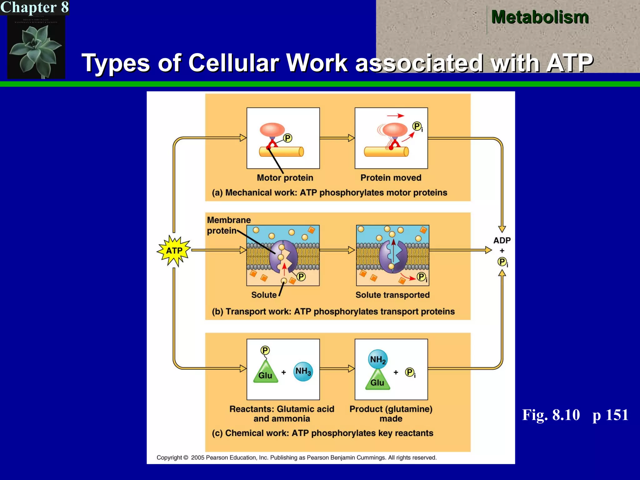 MetabolismMetabolism
Chapter 8
Types of Cellular Work associated with ATPTypes of Cellular Work associated with ATP
Fig. 8.10 p 151
 