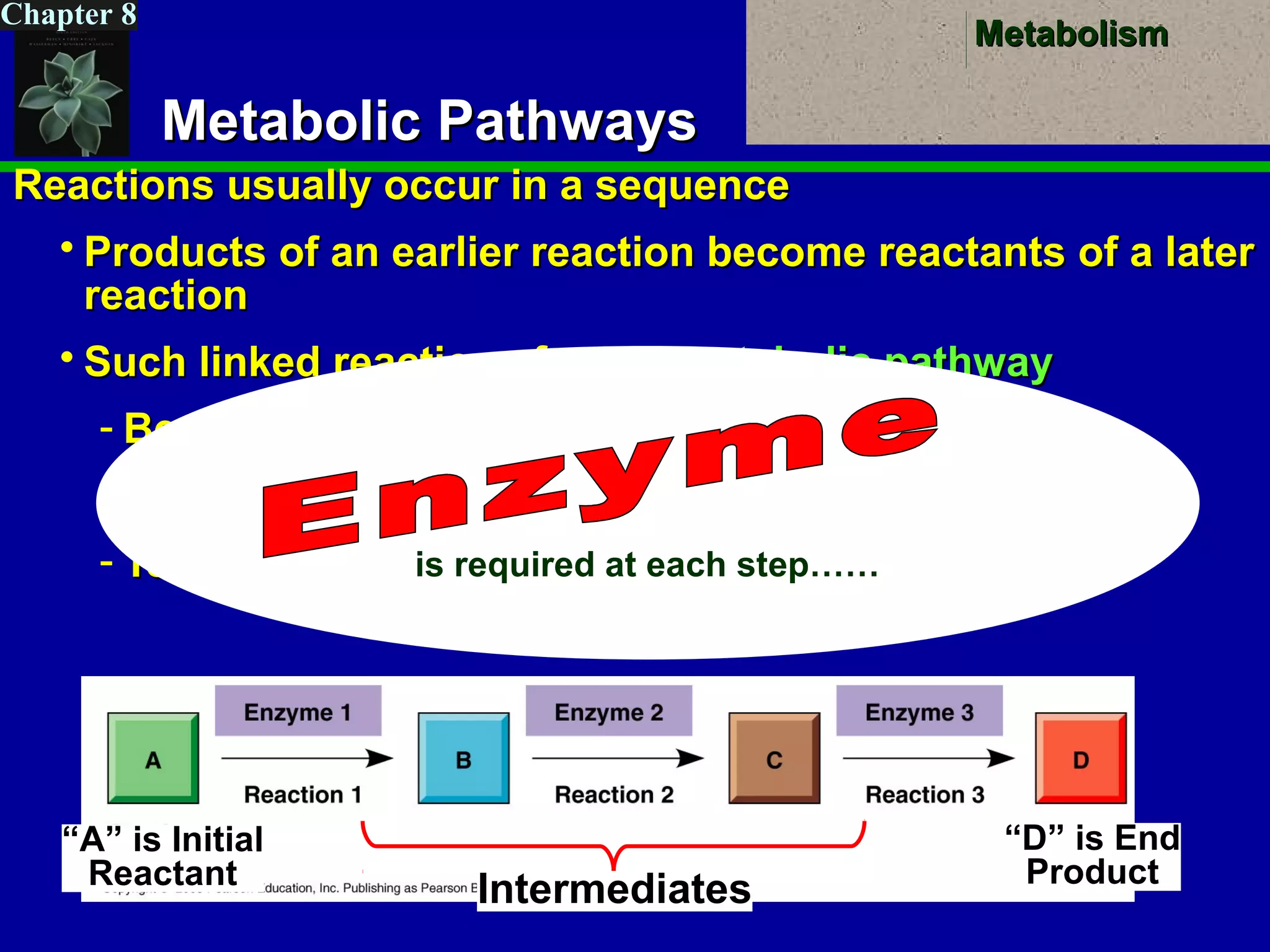 MetabolismMetabolism
Chapter 8
Metabolic PathwaysMetabolic Pathways
Reactions usually occur in a sequenceReactions usually occur in a sequence
 Products of an earlier reaction become reactants of a laterProducts of an earlier reaction become reactants of a later
reactionreaction
 Such linked reactions form aSuch linked reactions form a metabolic pathwaymetabolic pathway
­ Begins with a particularBegins with a particular reactantreactant,,
­ Proceeds through severalProceeds through several intermediatesintermediates, and, and
­ Terminates with a particularTerminates with a particular end productend productis required at each step……
“A” is Initial
Reactant
“D” is End
Product
Intermediates
 