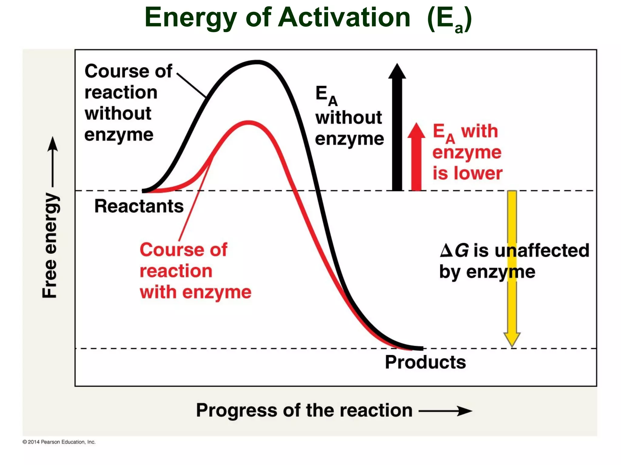 Energy of Activation (Ea)
 