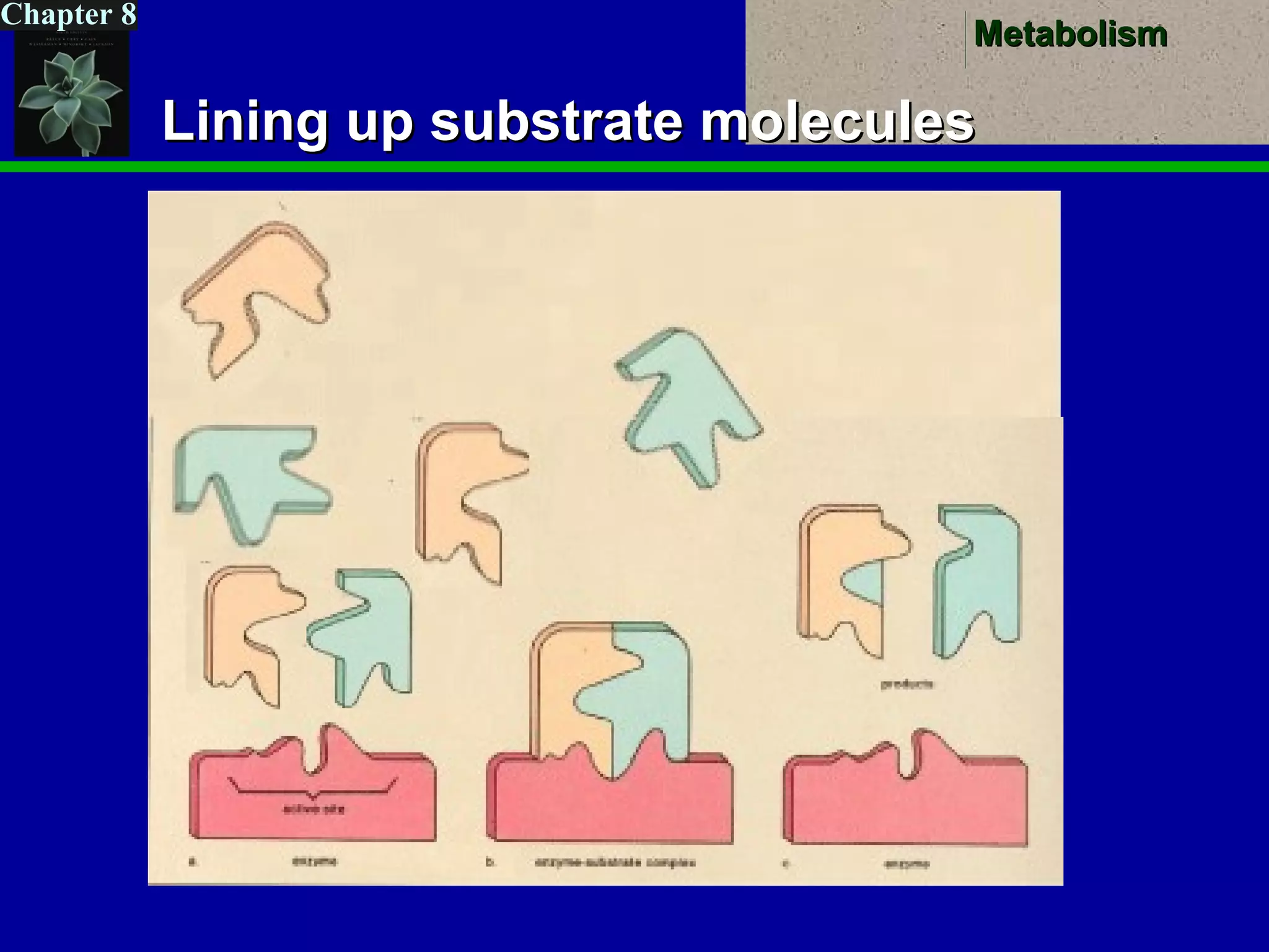 MetabolismMetabolism
Chapter 8
Lining up substrate moleculesLining up substrate molecules
 
