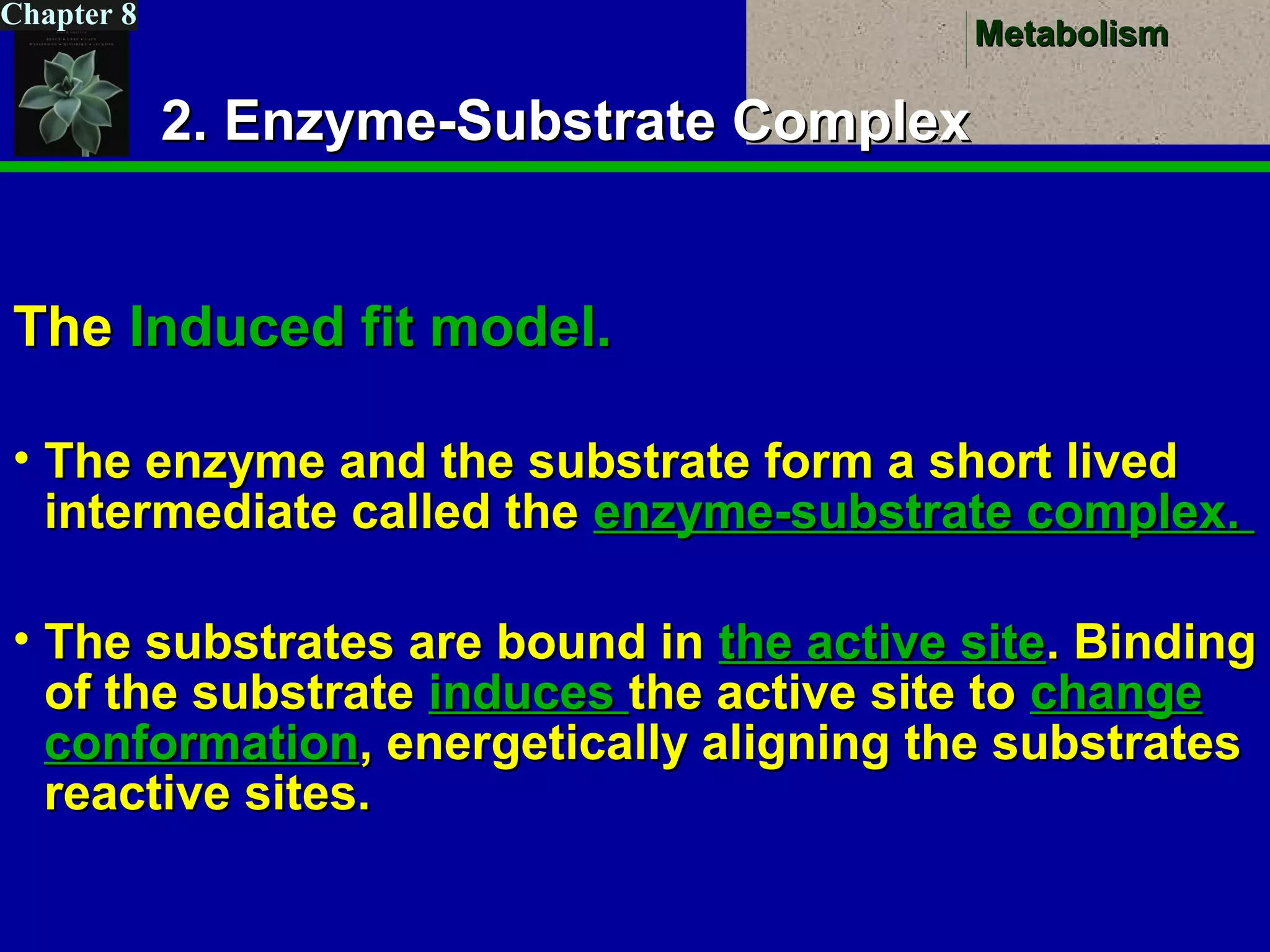 MetabolismMetabolism
Chapter 8
2. Enzyme-Substrate Complex2. Enzyme-Substrate Complex
TheThe Induced fit model.Induced fit model.
• The enzyme and the substrate form a short livedThe enzyme and the substrate form a short lived
intermediate called theintermediate called the enzyme-substrate complex.enzyme-substrate complex.
• The substrates are bound inThe substrates are bound in the active sitethe active site. Binding. Binding
of the substrateof the substrate inducesinduces the active site tothe active site to changechange
conformationconformation, energetically aligning the substrates, energetically aligning the substrates
reactive sites.reactive sites.
 