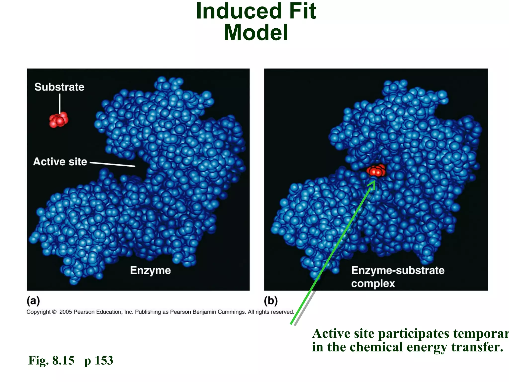 Induced Fit
Model
Active site participates temporar
in the chemical energy transfer.
Fig. 8.15 p 153
 