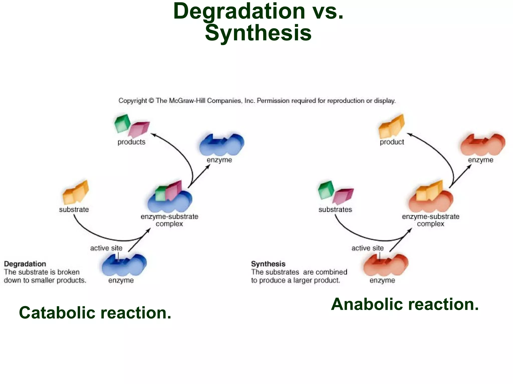 Degradation vs.
Synthesis
Catabolic reaction.
Anabolic reaction.
 